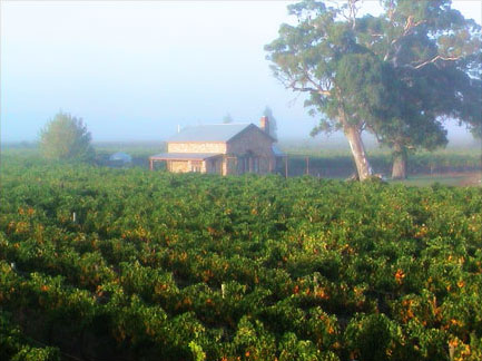 Highbank Vineyard winter, Australia