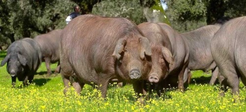 ibérico pigs
