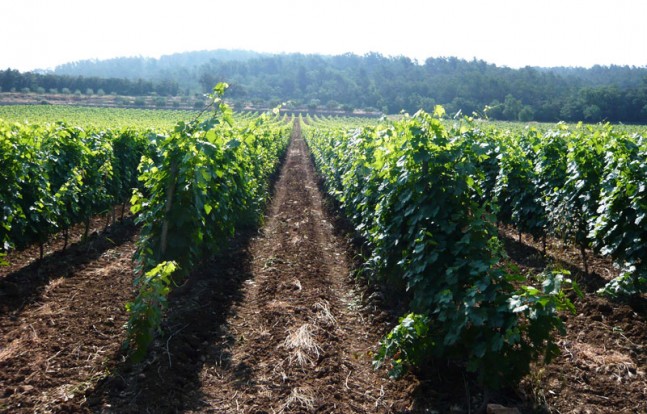 Le Grand Cros vines and olives grove behind