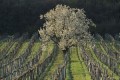 Michael Thurner - Austrian Wine Master Class