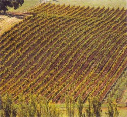 Mount Horrocks Vineyard, Australia