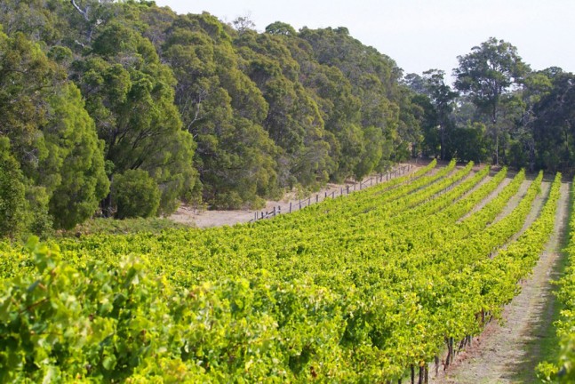 Peccavi Wines vineyard at Australia