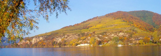 Pfaffenberg vineyard, Austria