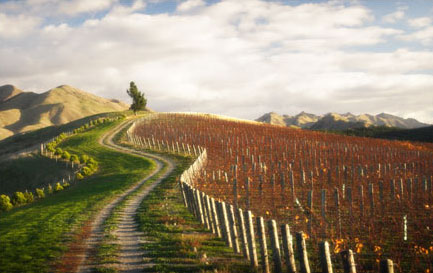 Seresin Raupo Creek Vineyard