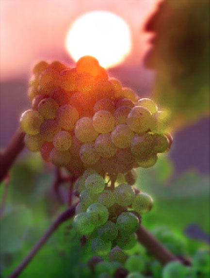 Soave Wine, Italy