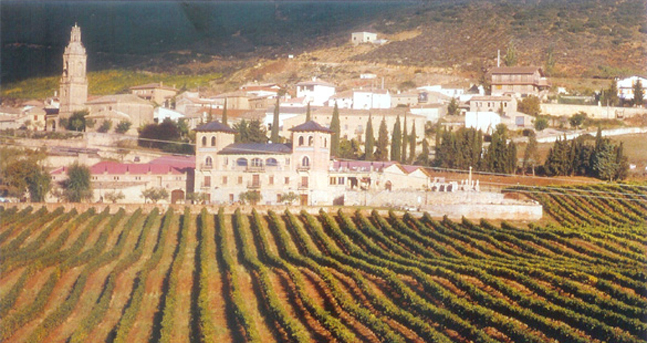 Spain Vineyard