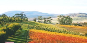 Sugarloaf Ridge vineyard view