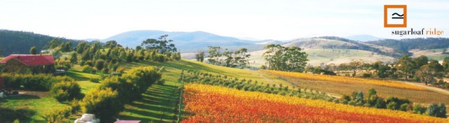 Sugarloaf Ridge vineyard view