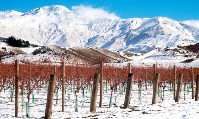 Two Paddocks vineyard scenery in winter