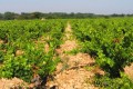 M. Chapoutier Cotes du Rhone vineyard, France