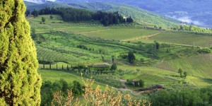 Chianti Vineyard, Italy