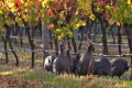 Guineau Fowls resident at Arlewood Vineyard, Australia