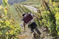 Hermitage in the Northern Rhone Valley slopes