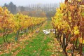 Neudorf geese, New Zealand