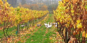 Neudorf geese, New Zealand