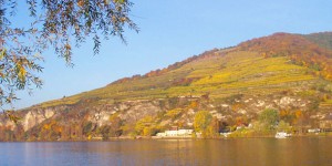 Pfaffenberg vineyard, Austria