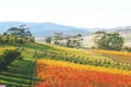 Sugarloaf Ridge vineyard view